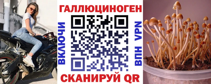 магазин    Ярославль  Псилоцибиновые грибы мицелий 